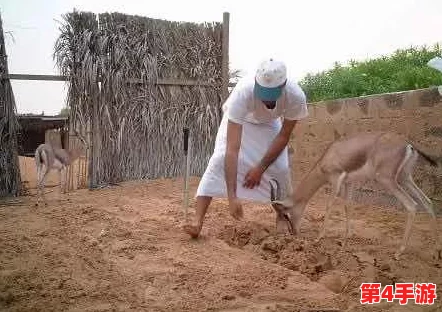 日本颜色程度10颗星的电视：某明星被曝光在节目中偷吃零食引发争议