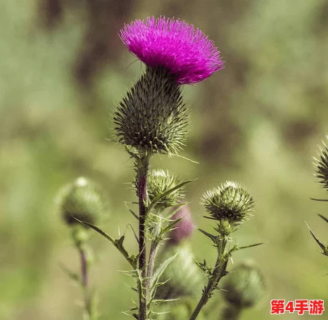 含羞草实验所隐藏2024：用户评价称其为“科学与趣味的完美结合，令人惊叹的发现！”