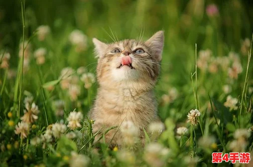 成人猫咪最新地域网名是什么啥？内部消息曝光，引发粉丝热议！