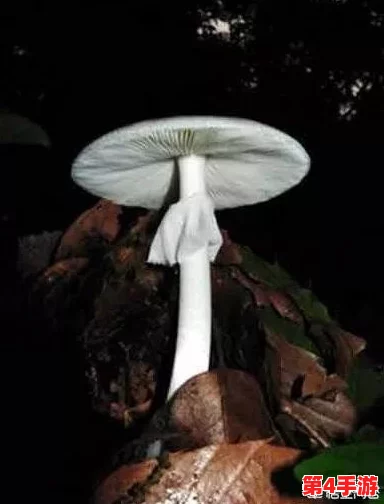 紫黑色蘑菇头顶开花缝，内含八卦消息