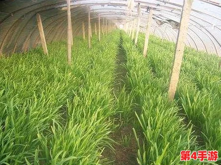 草莓丝瓜深夜释放自己的歌词含义和作用，竟然暗藏歌手与神秘恋情的八卦消息，引发粉丝热议！
