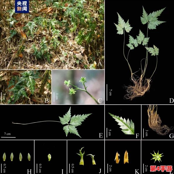嫩叶草研究一二三线路：科学家发现神秘成分，或能提升植物生长速度，引发业界热议与关注！