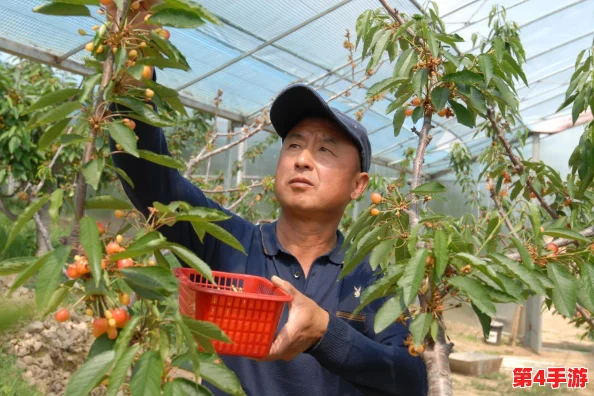 樱桃视频大全免费高清：探讨樱桃视频平台的内容丰富性与用户体验分析